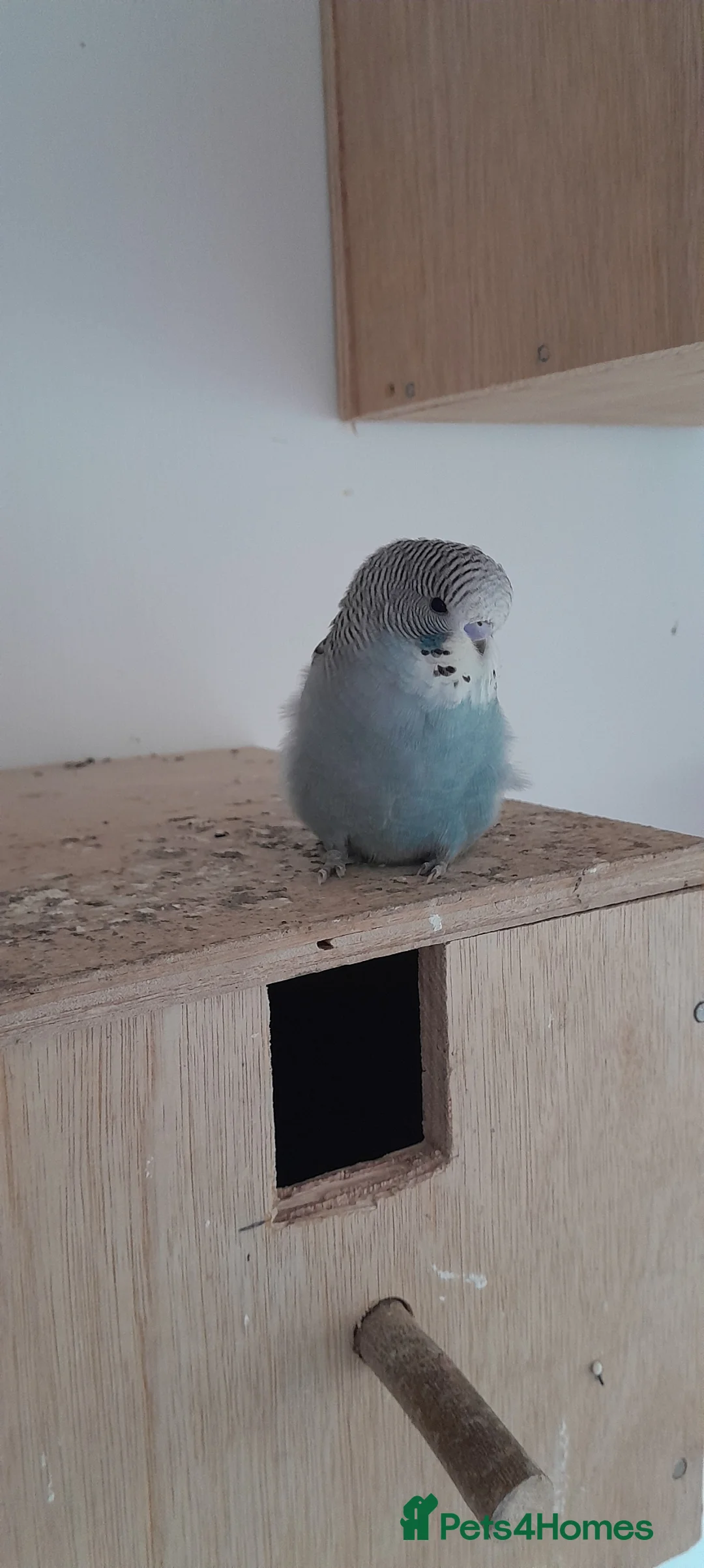 Budgerigars birds for sale: Young budgies  - Advert 2