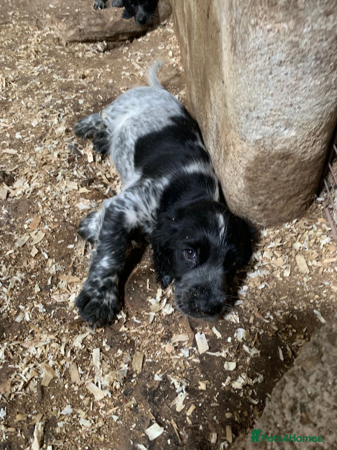 Sprocker dogs for sale: Beautiful Sprocker Puppies  - Image 5