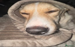 Mixed Breed dogs for adoption: ❤️ Fia ❤️ - Image 2