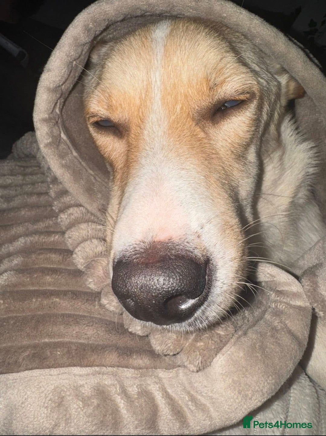 Mixed Breed dogs for adoption: ❤️ Fia ❤️ - Image 2