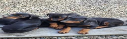 Dobermann dogs for sale: Doberman puppies in Ellon - Advert 2