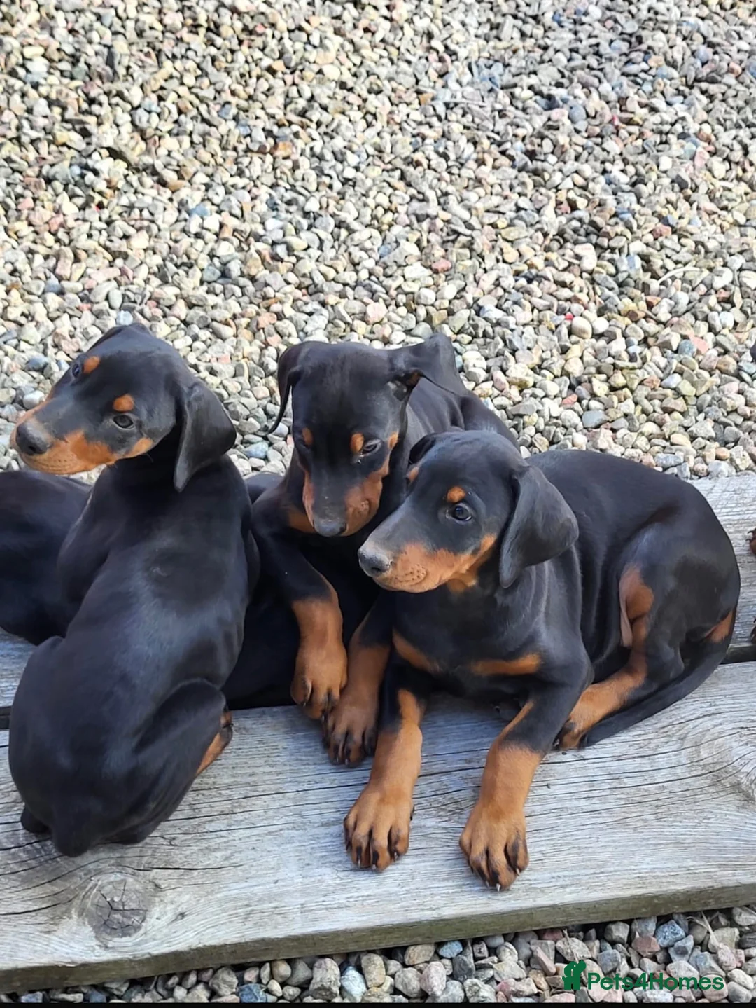 Dobermann dogs for sale: Doberman puppies in Ellon - Advert 2