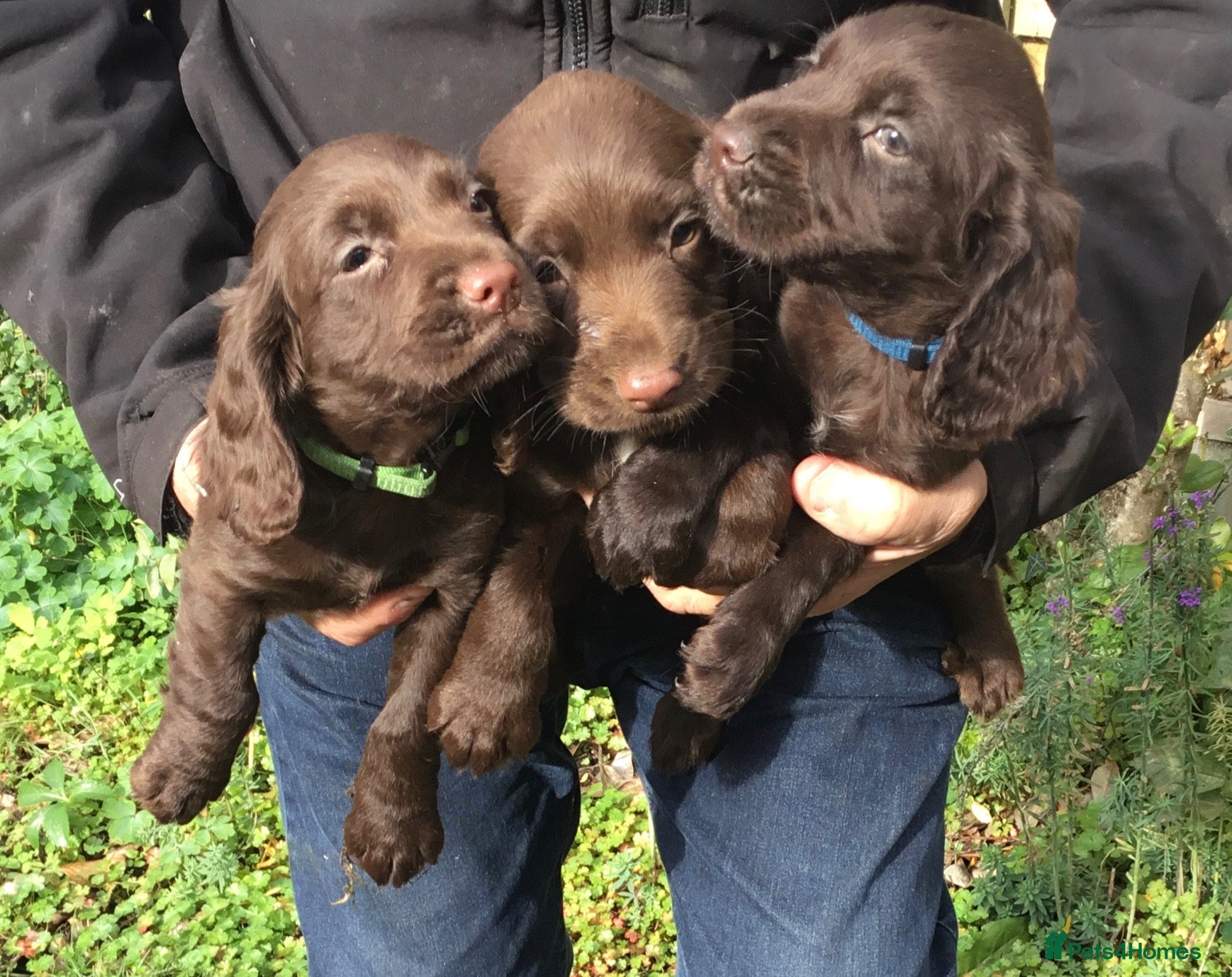 Cocker Spaniel dogs KC & HTCP COCKER SPANIEL PUPPIES  - Advert 1