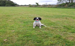 English Springer Spaniel dogs for sale: Handsome Male Springer  - Image 3