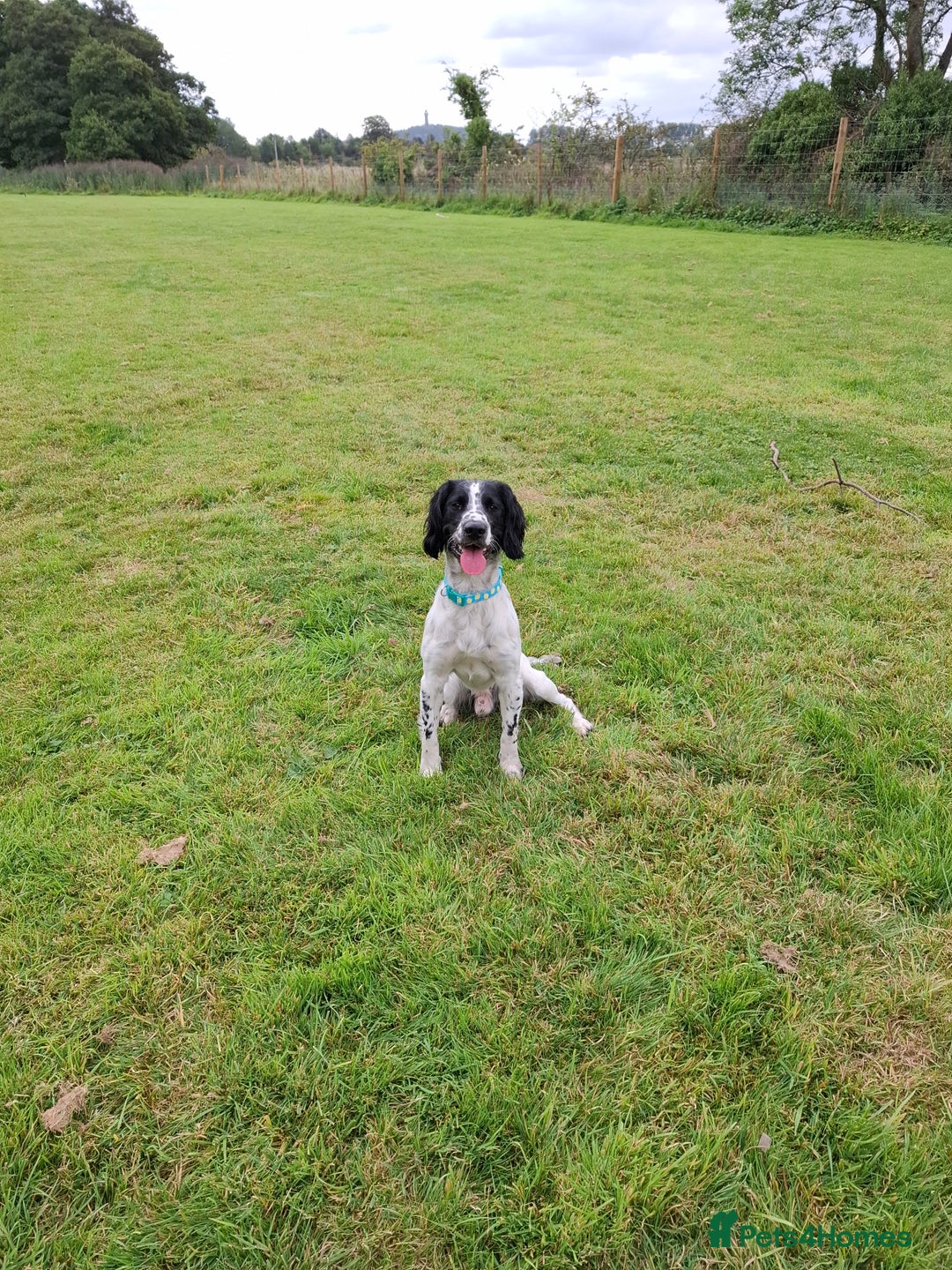 English Springer Spaniel dogs for sale: Handsome Male Springer  - Image 3