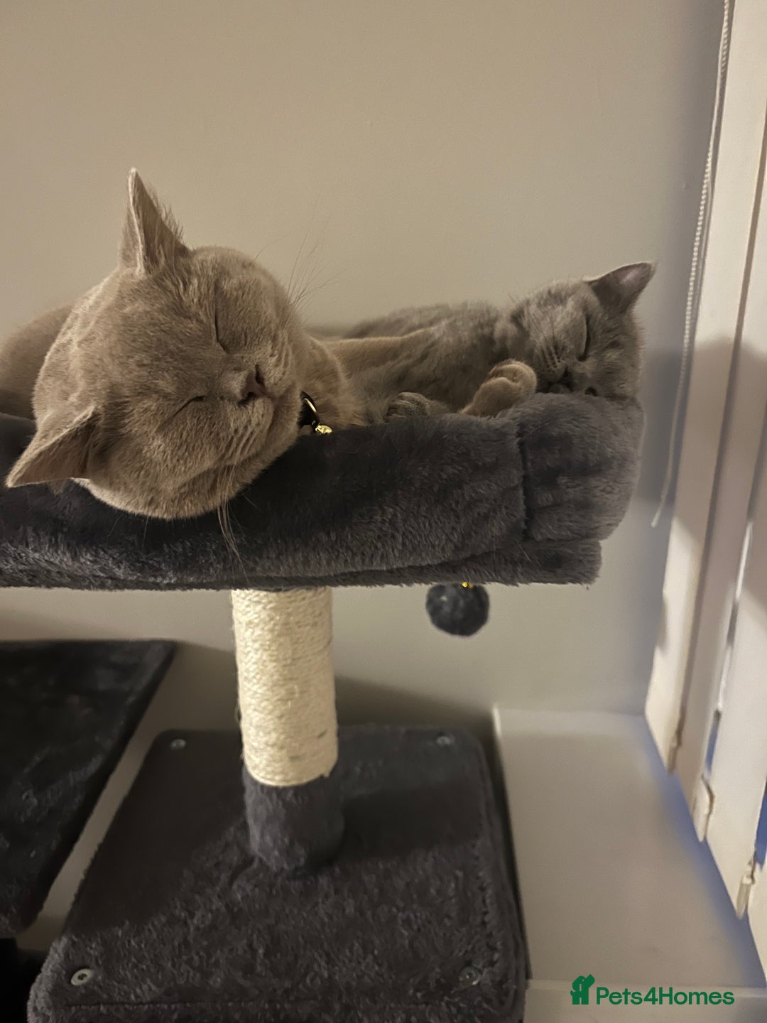 British Shorthair cats for sale: Grey British shorthair  - Image 4
