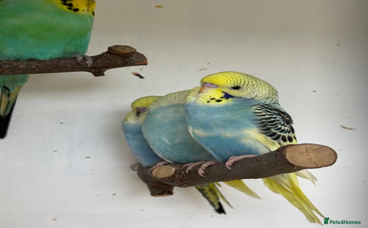 Budgerigars birds - Advert 1