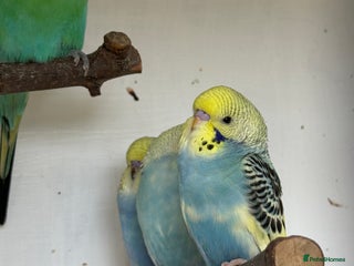 Budgerigars birds - Advert 4