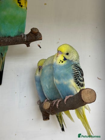 Budgerigars birds - Advert 1