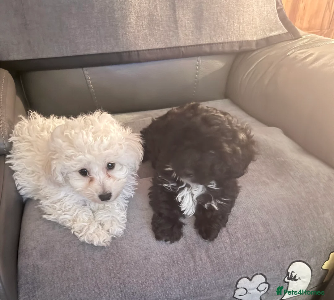 Shihpoo dogs for sale: Shihpoo - Advert 2