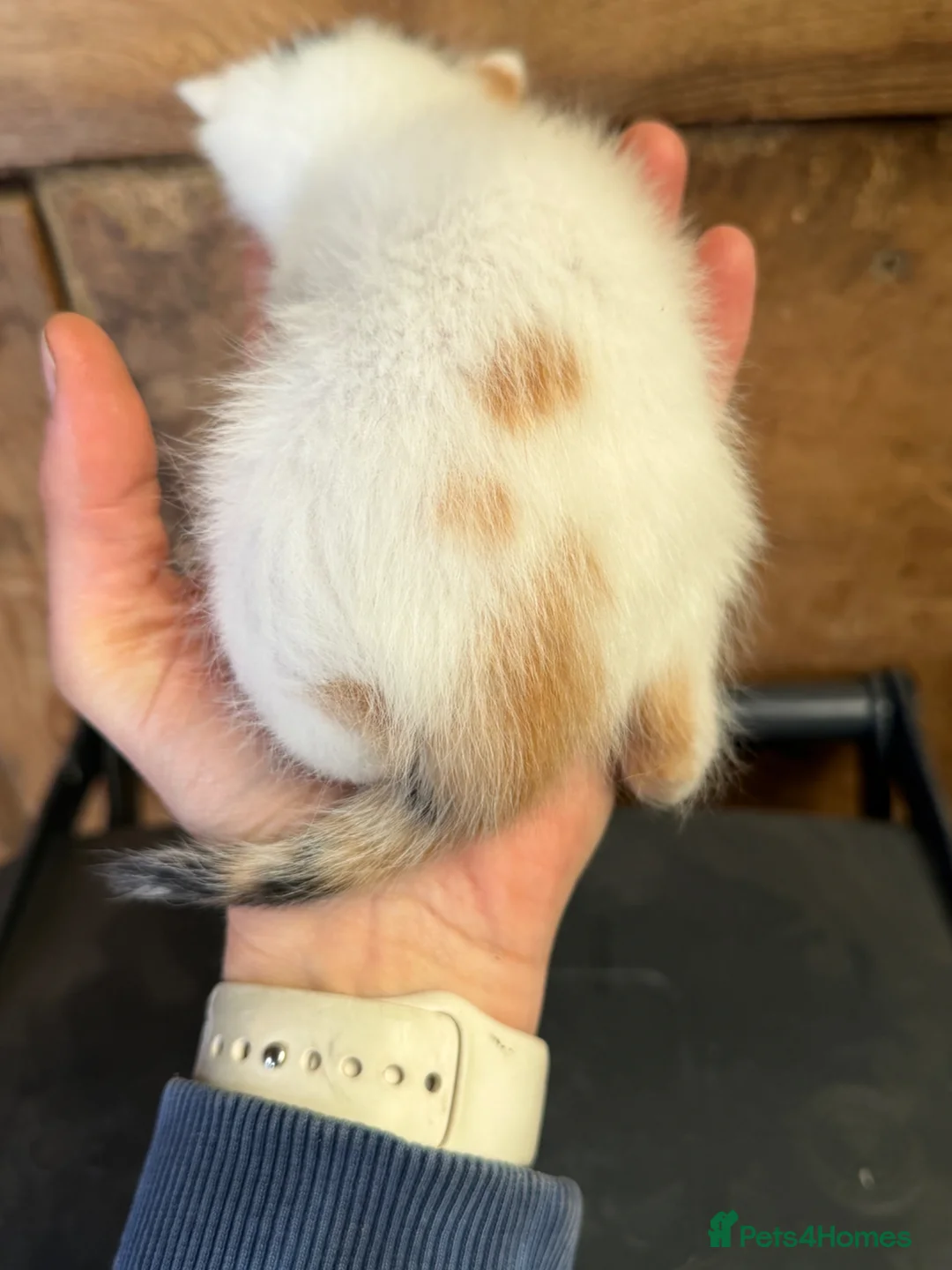 Mixed Breed cats for sale: Stunning kittens out of Siamese/Bengal mum in Reading - Advert 2