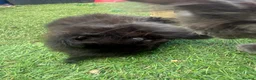 Mixed Breed cats for sale: One boy and one girl left - Longhaired, Kittens - Advert 20