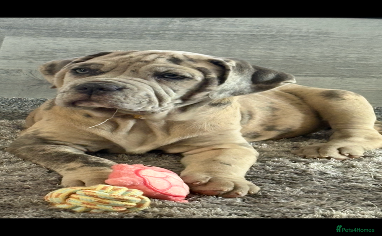 Mixed Breed dogs - Advert 6