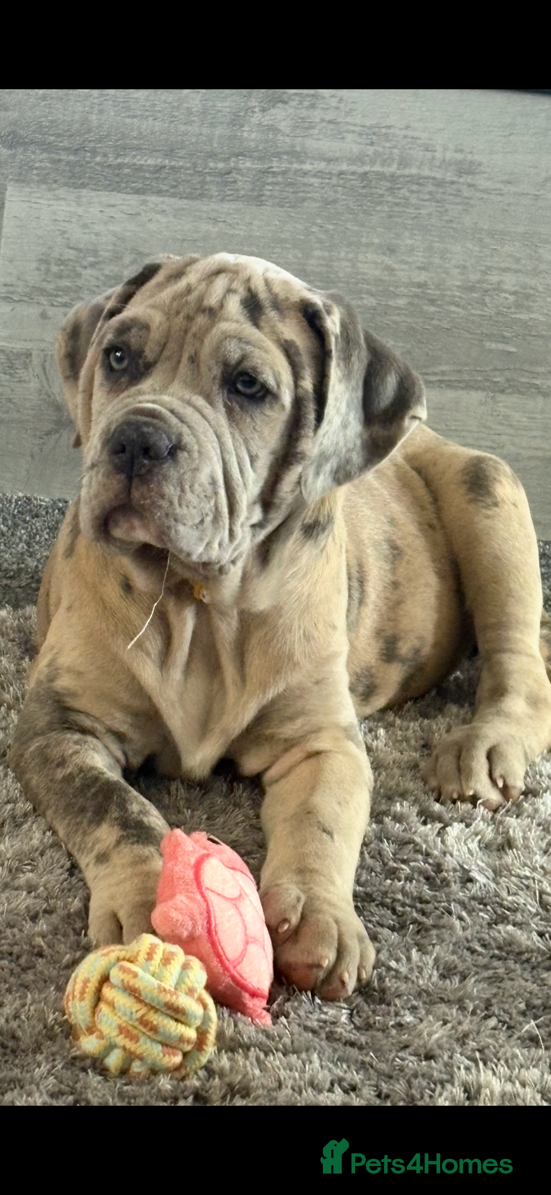 Mixed Breed dogs for sale: Cane Corso x Neo mastiff - Image 1