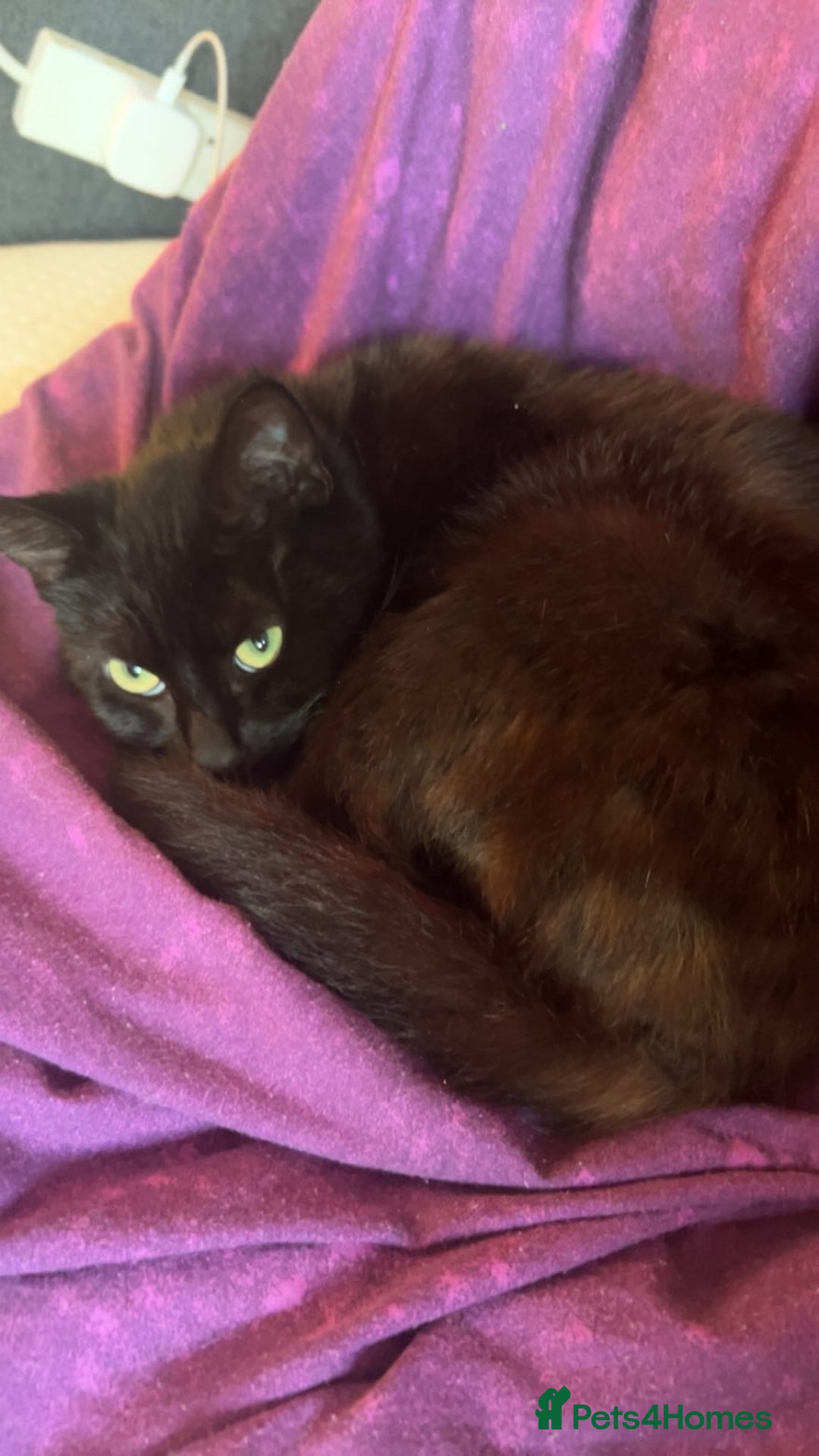 Bombay cats for sale: Black, female age 1 year and a half. - Advert 3