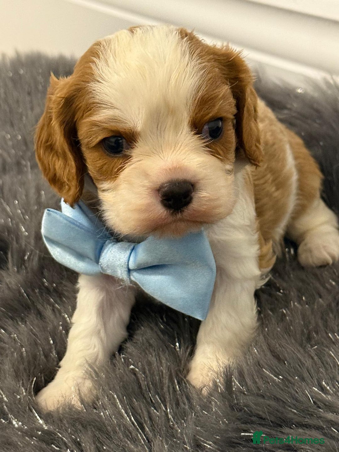 Cavalier King Charles Spaniel dogs for sale: KC Cavalier King Charles Spaniel 🧬 Tested Parents - Advert 9