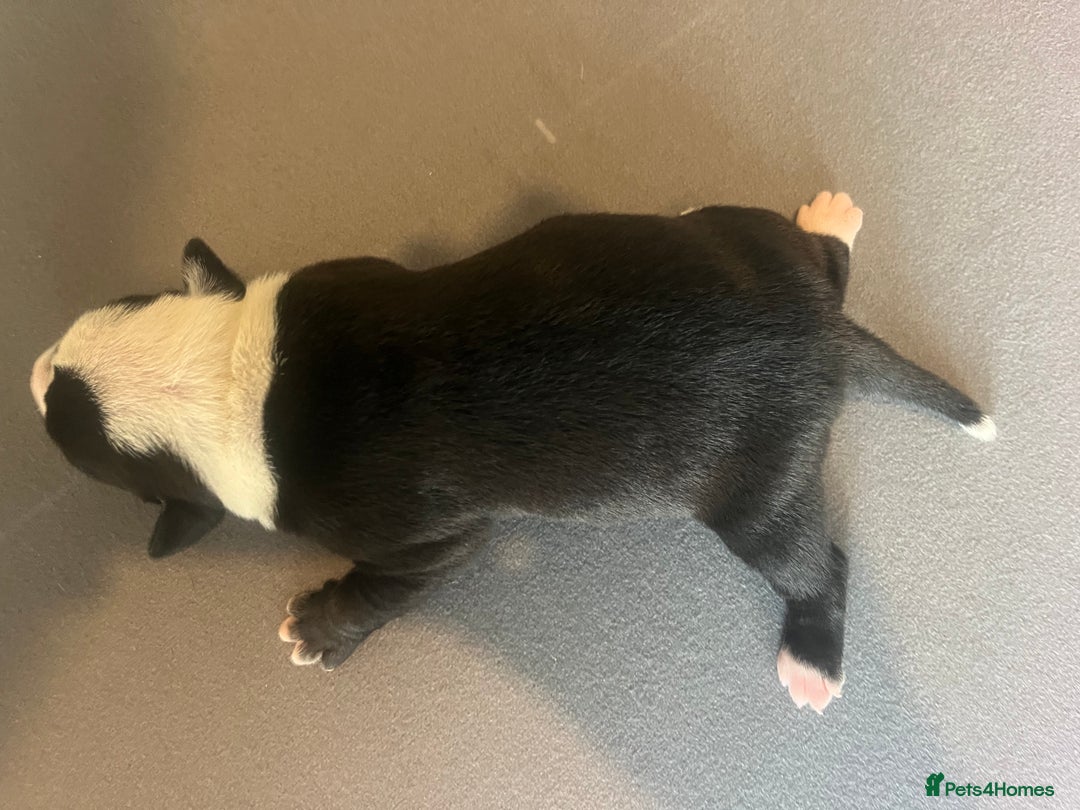 Mixed Breed dogs for sale: StaffyXAmerican bulldog puppies  - Image 23