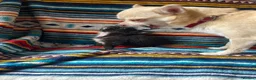 Chihuahua dogs for sale: Meet the Magnificent 7 - Advert 35
