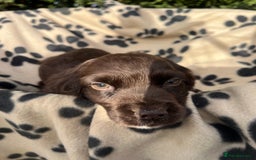 Cocker Spaniel dogs for sale: 5 beautiful cocker spaniels  - Advert 13