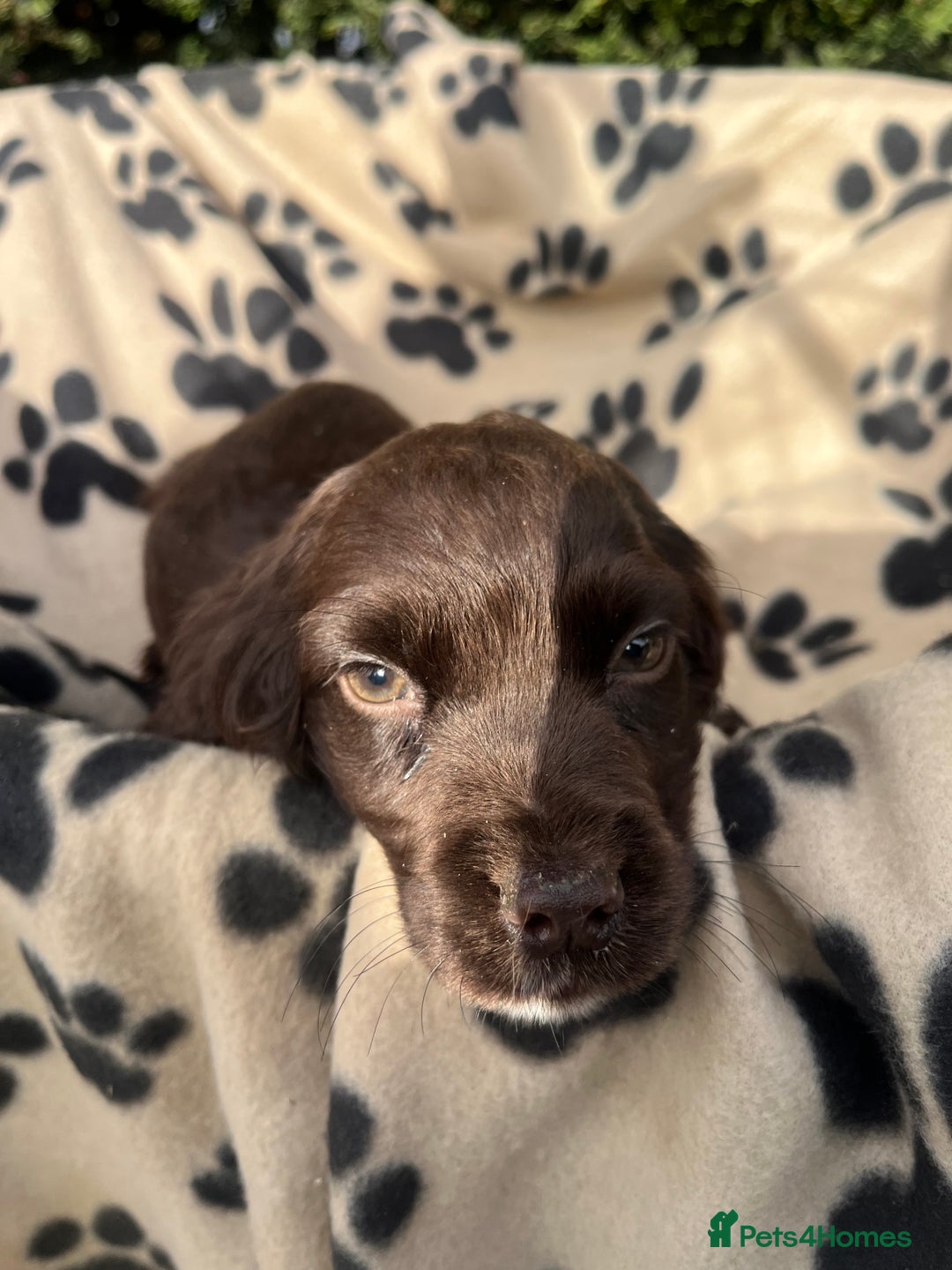 Cocker Spaniel dogs for sale: 5 beautiful cocker spaniels  - Advert 13
