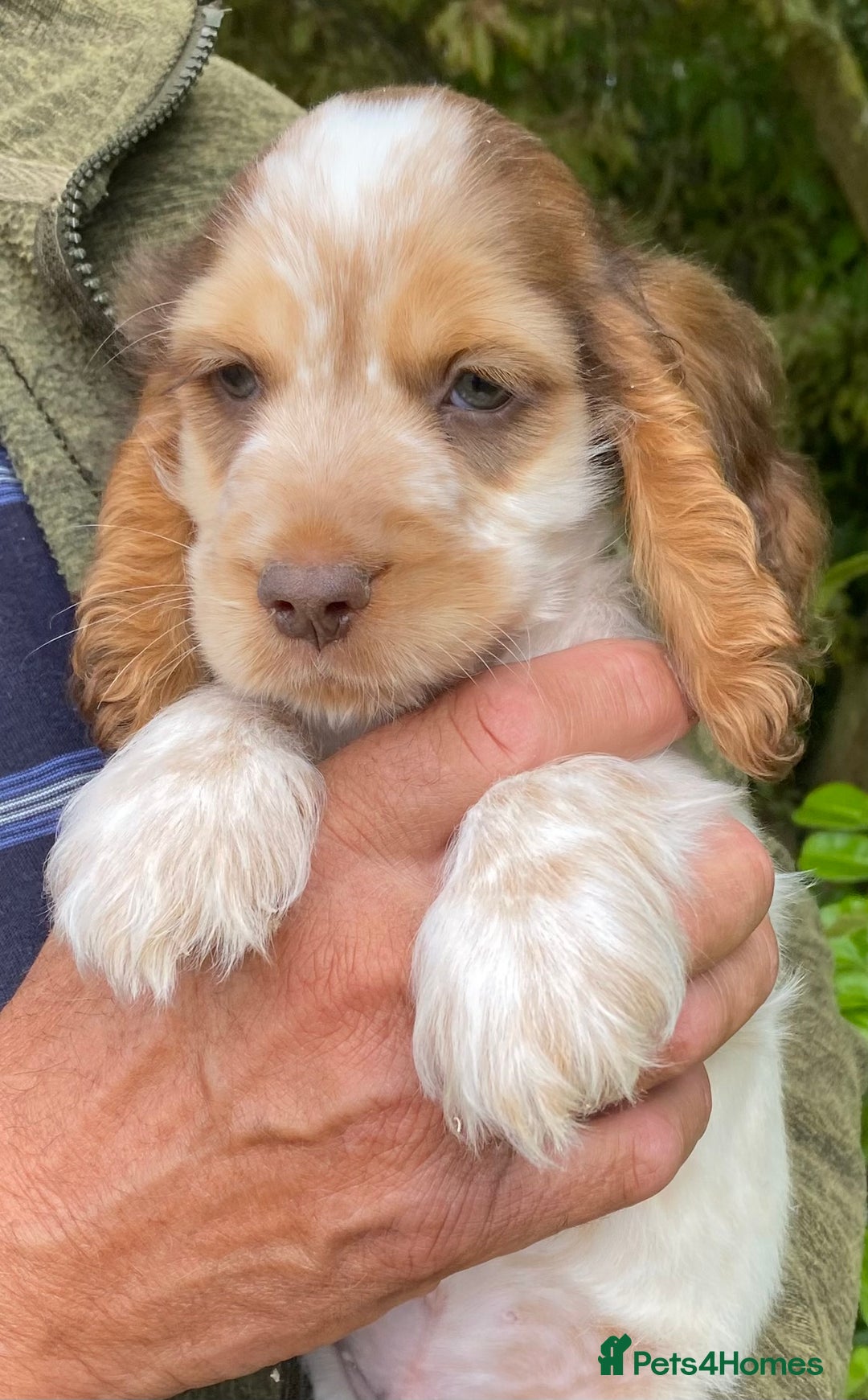Cocker Spaniel dogs for sale: Adorable Show cocker spaniel puppies - Image 1