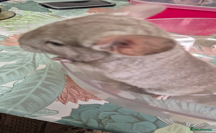 Chinchilla rodents in Southampton - Advert 4