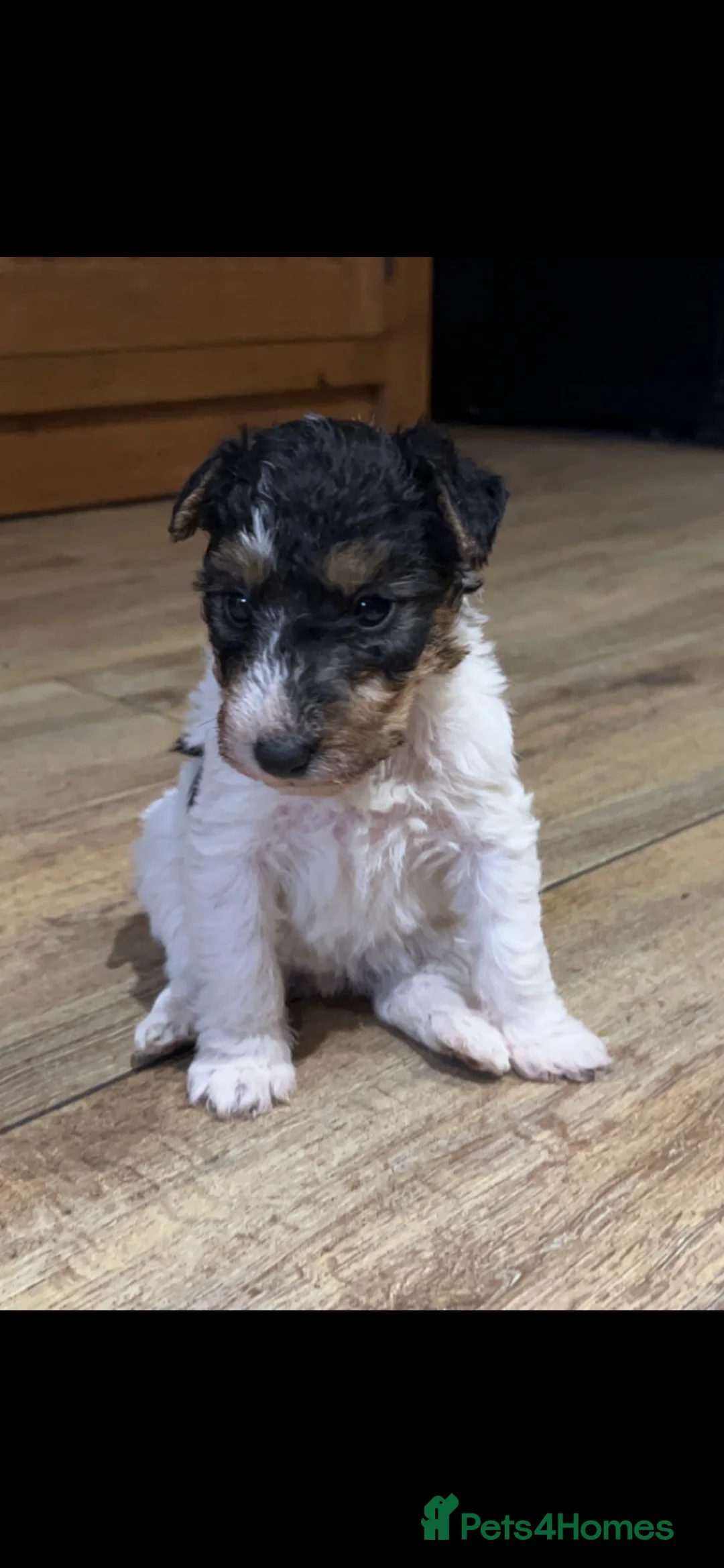 Fox Terrier dogs for stud: (TEDDY) Wire haired, fox terrier for STUD in Uttoxeter - Advert 7