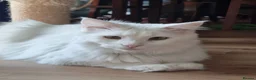 Turkish Angora cats for sale: Angora x Maine Coon mix - Advert 5