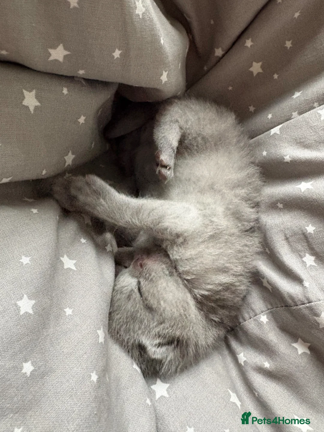 British Shorthair cats for sale: British shorthair grey male  - Advert 2