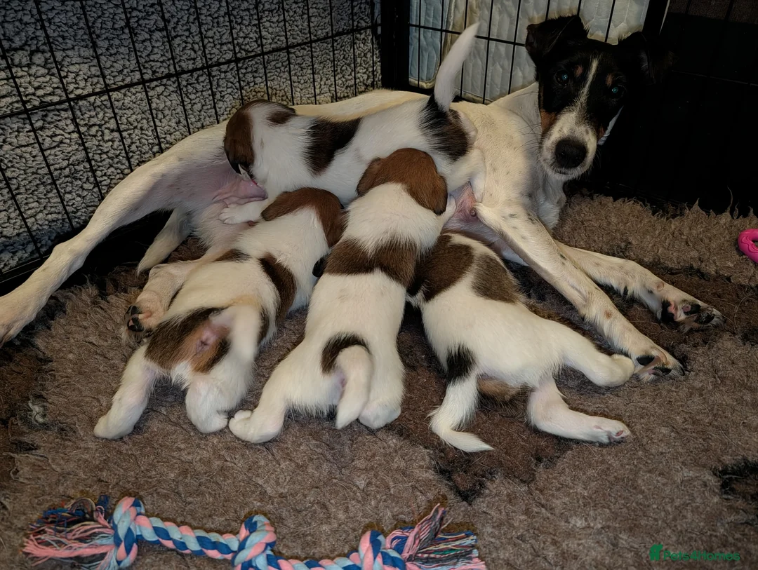 Fox Terrier dogs for sale: Smooth Fox Terrier female available  - Advert 8