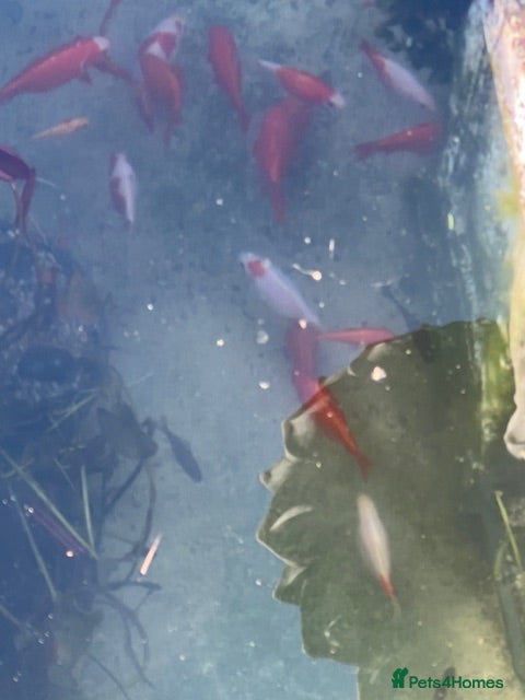 Goldfish fish Goldfish for sale - Advert 4