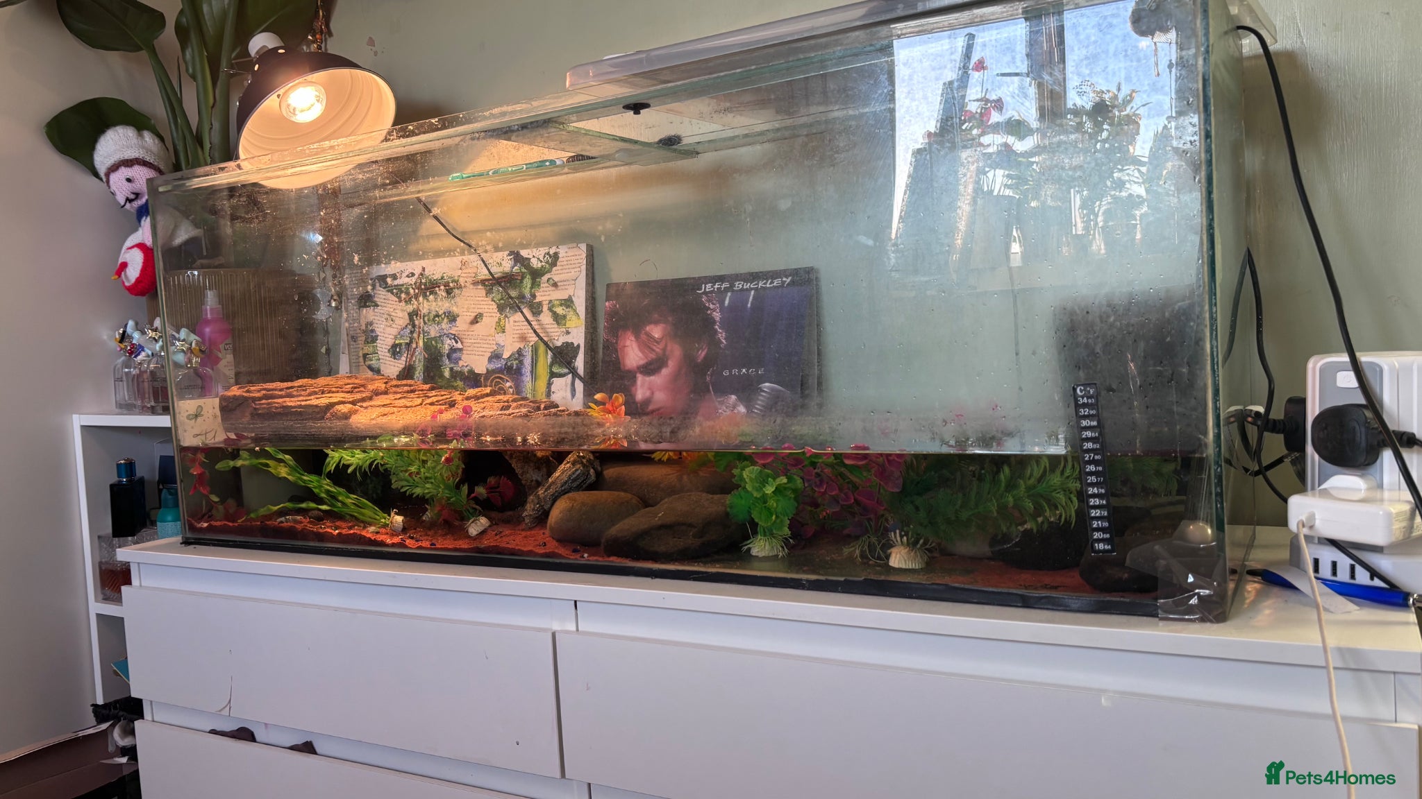 Turtle reptiles Musk Turtles 5 years old - Advert 1
