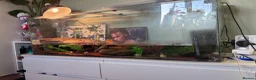 Turtle reptiles for sale: Musk Turtles 5 years old - Advert 1