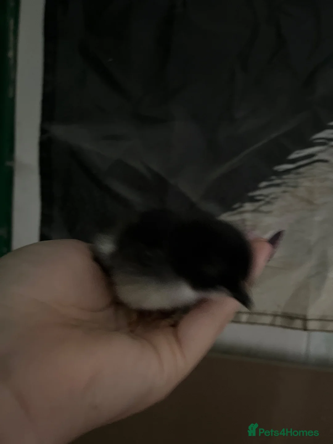 Chickens poultry for sale: Baby Chickens Mixed Breed - Advert 5