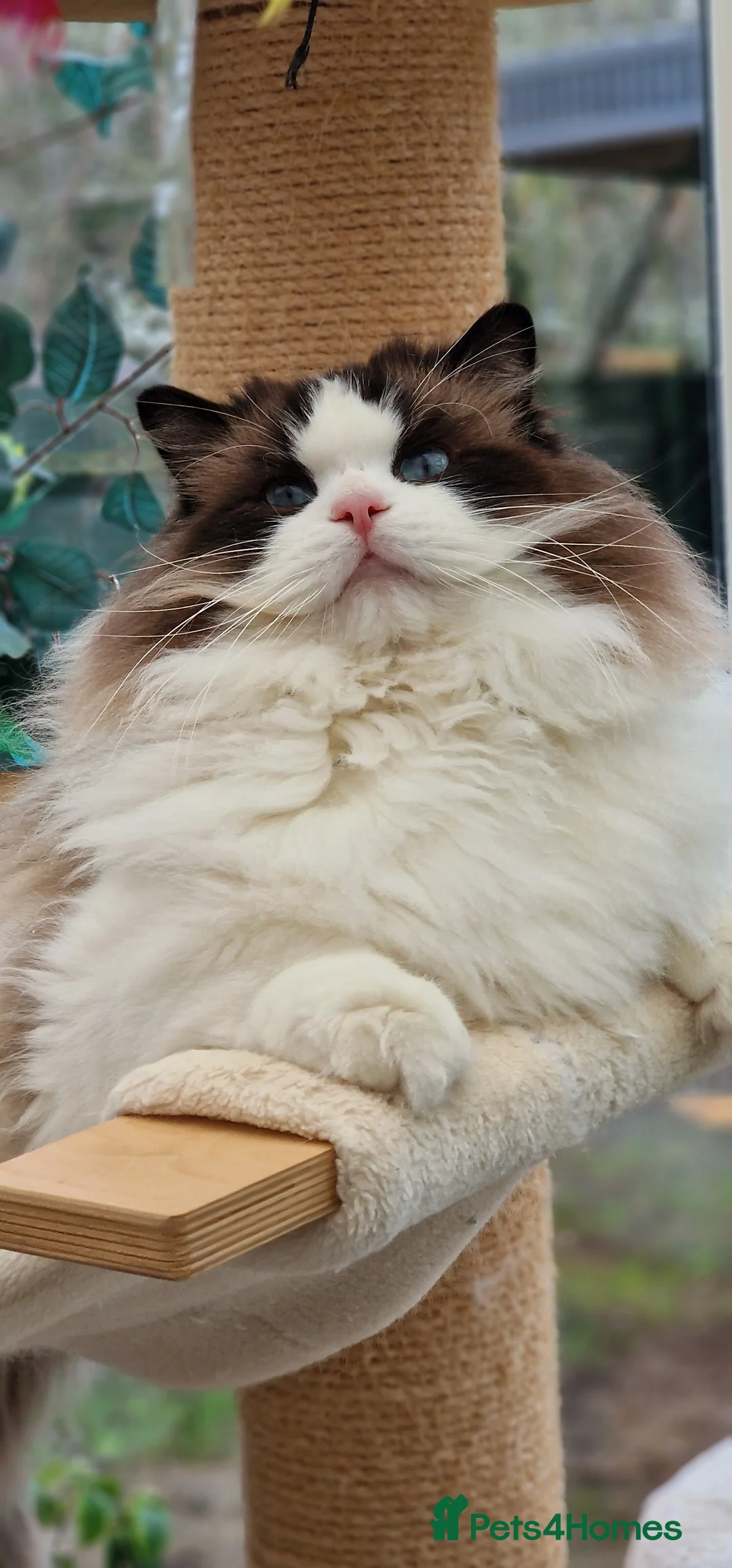 Ragdoll cats for sale: 🎀✨️Exclusive top quality kittens🎀 from🏆lines✨️ - Advert 10