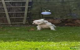Boxer dogs for sale: Quality Boxer Puppies - Image 15