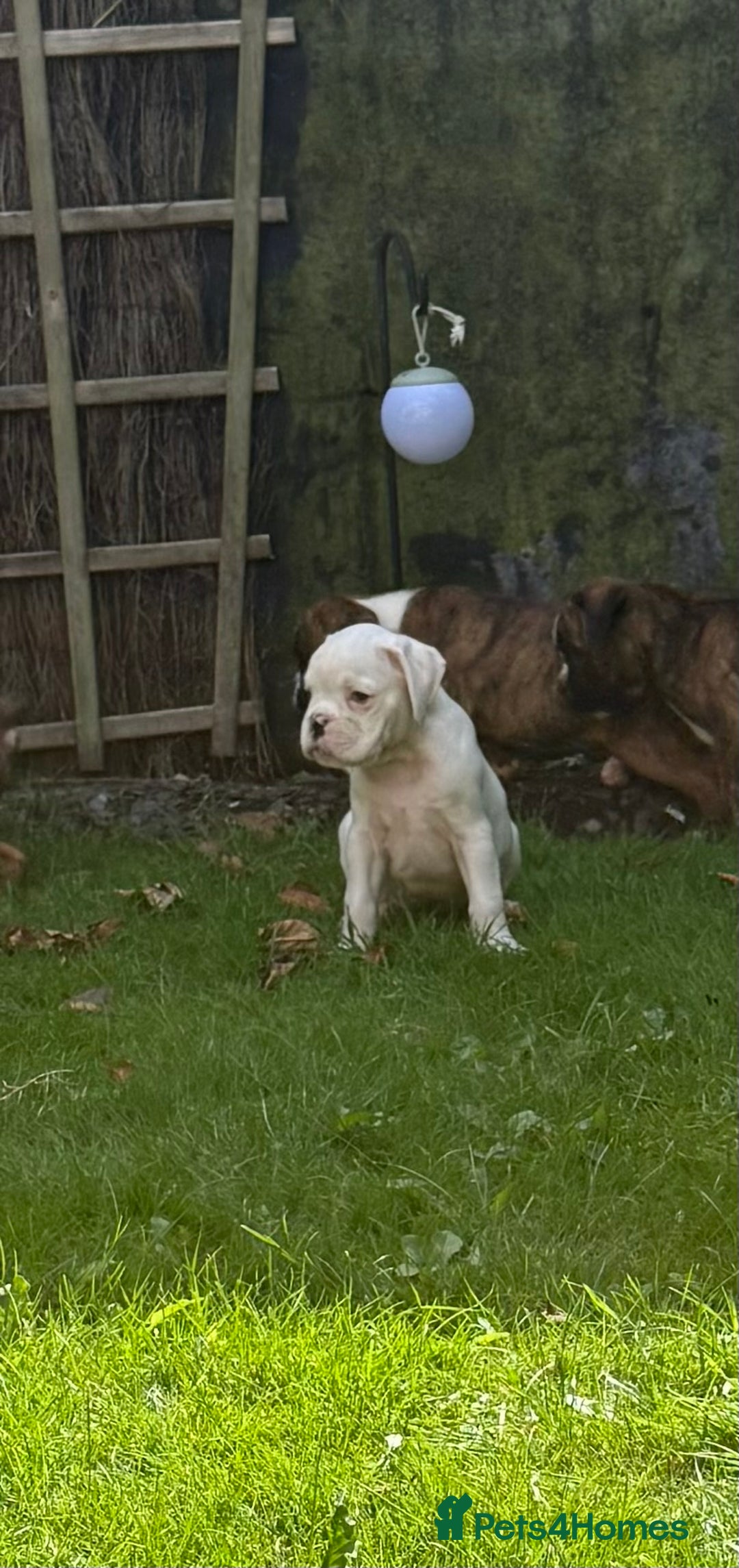 Boxer dogs for sale: Quality Boxer Puppies - Image 15