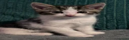 Mixed Breed cats for sale: Boy kitten - Advert 9
