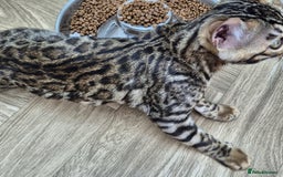 Bengal cats for sale: Bengal boy - Image 20