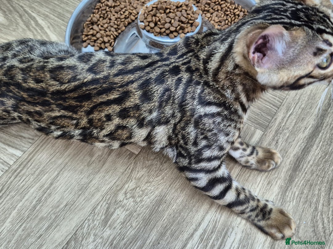 Bengal cats for sale: Bengal boy - Image 20