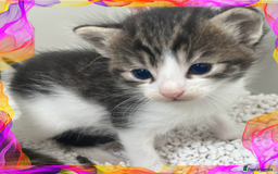 Mixed Breed cats for sale: CLEMMIE’S CUTIES  - Image 31