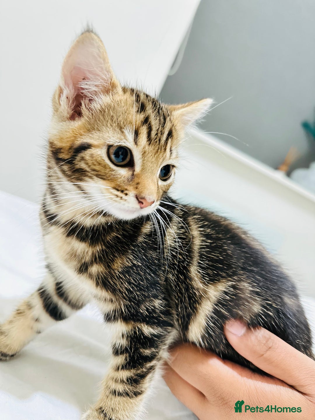Mixed Breed cats for sale: Kittens ready to go - Image 24