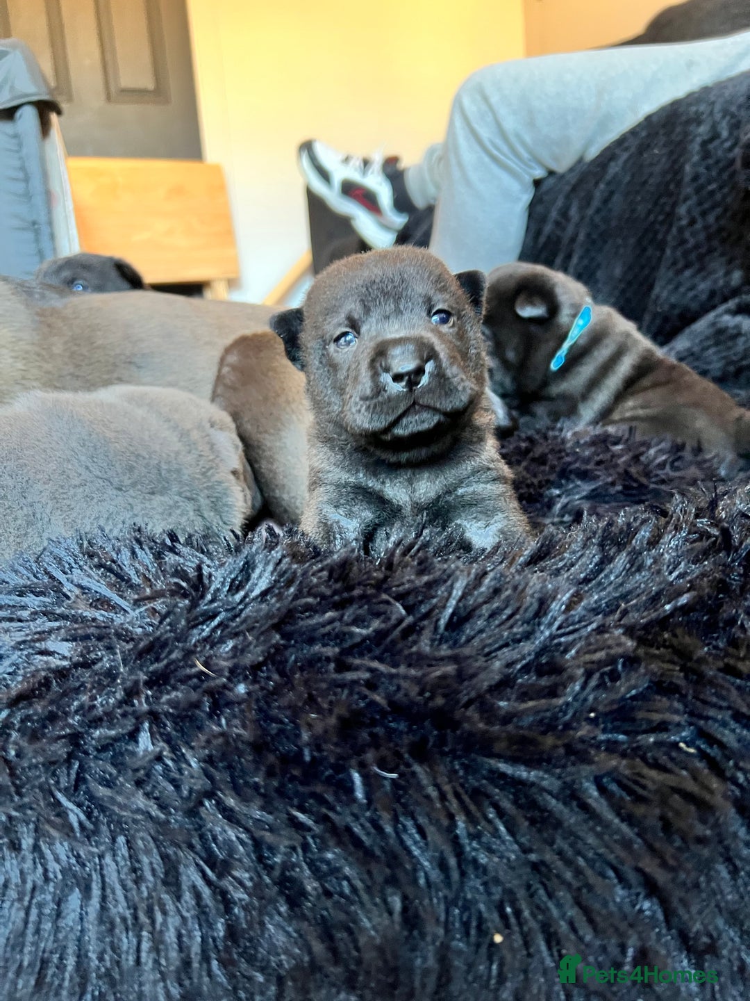 Mixed Breed dogs for sale: ChowPei Pups  - Advert 19