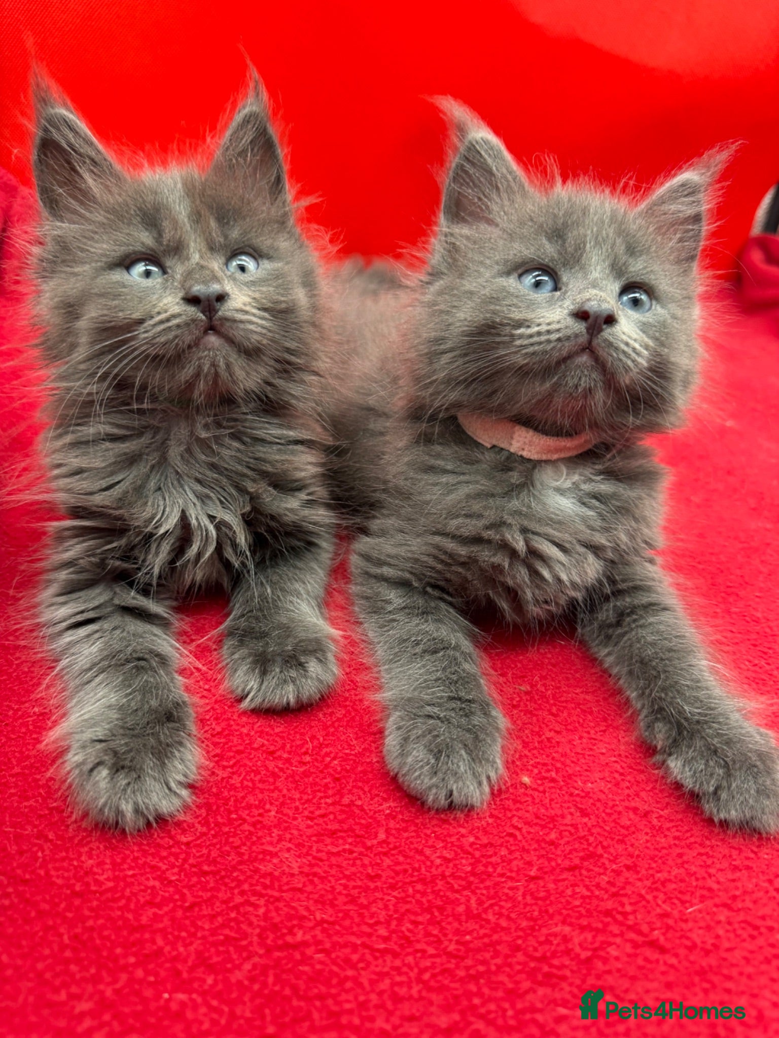 Maine Coon cats     Health Tested Maine Coon Kittens TICA Reg  - Advert 1