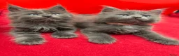 Maine Coon cats for sale:     Health Tested TICA Reg Maine Coon Kittens  - Advert 6