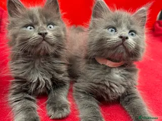 Maine Coon cats Health Tested Maine Coon Kittens TICA Reg - Advert 4