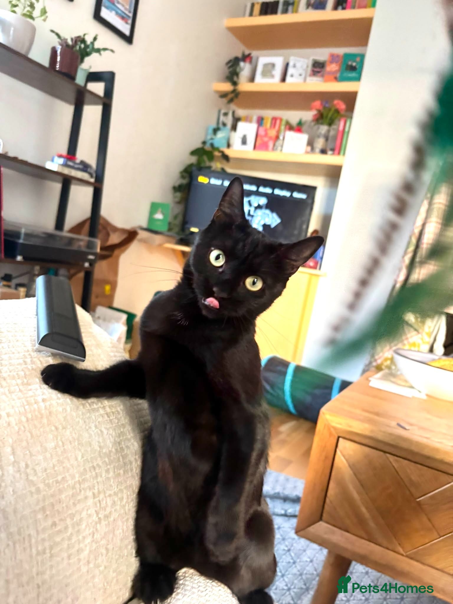Domestic Shorthair cats Great things come in small packages. - Advert 3
