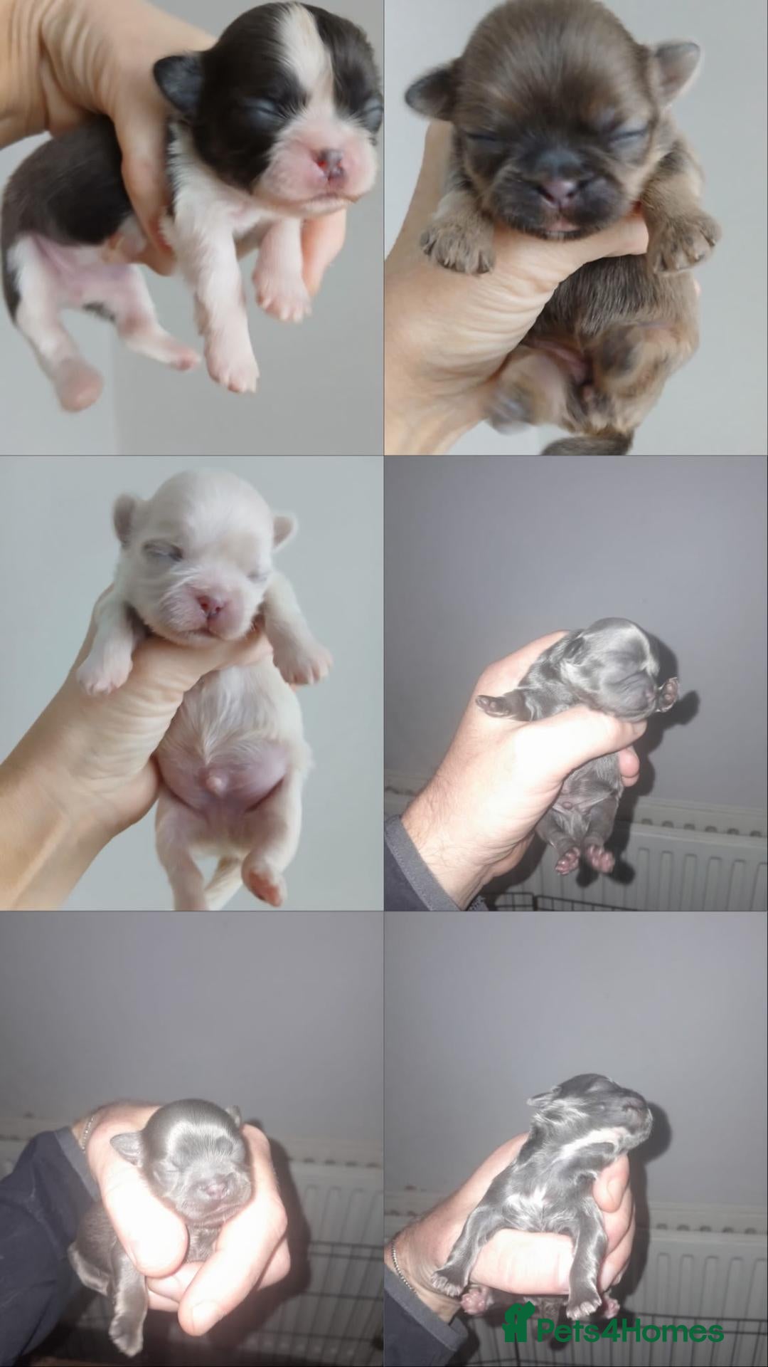 Shih Tzu dogs 🌈  **  IMPERIAL PUPS 🌈  - Advert 5