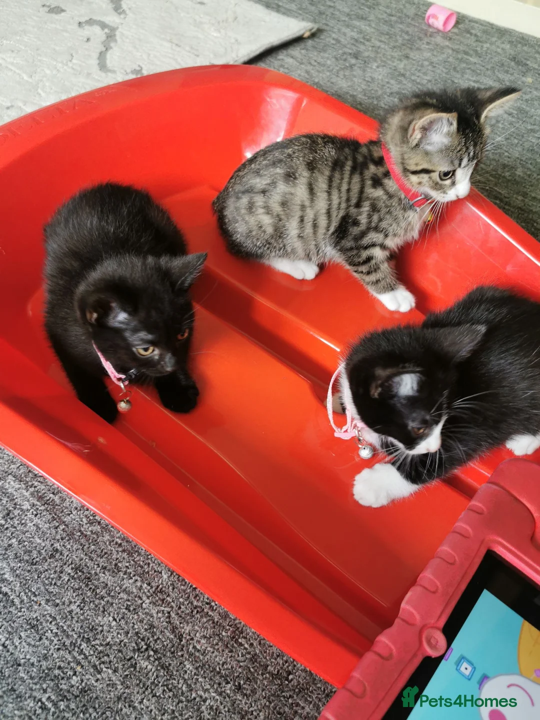 Mixed Breed cats for sale: Lovely Kittens  - Advert 2