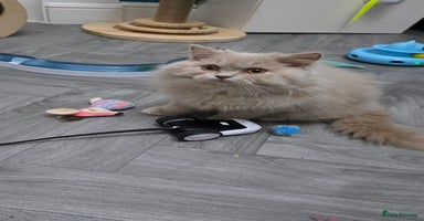 British Longhair cats - Advert 9